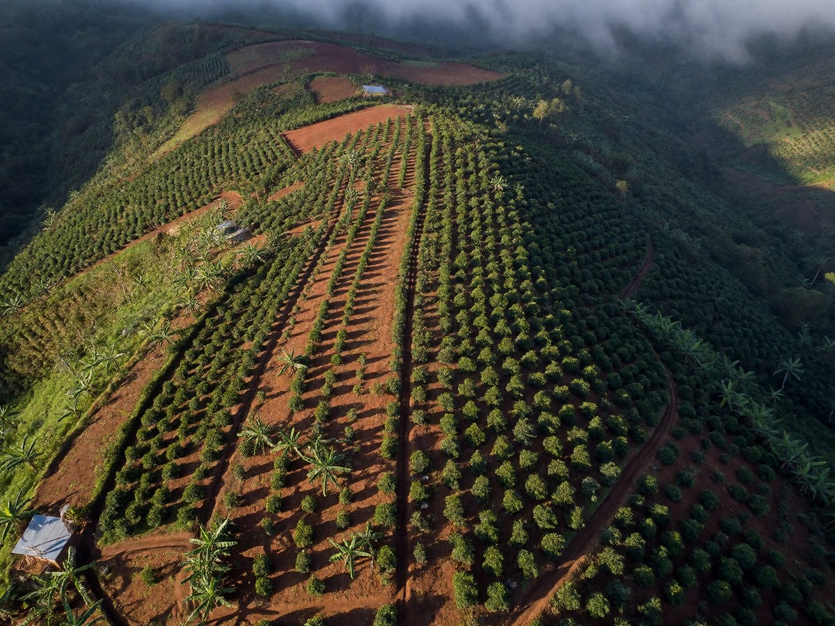 Italy launches Global Coffee Initiative to support 12 million farms